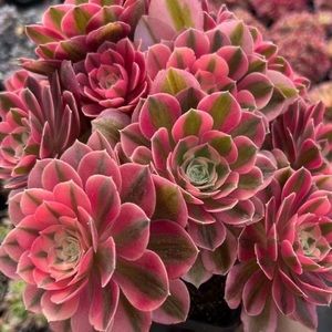 Meet your Posher, Hue